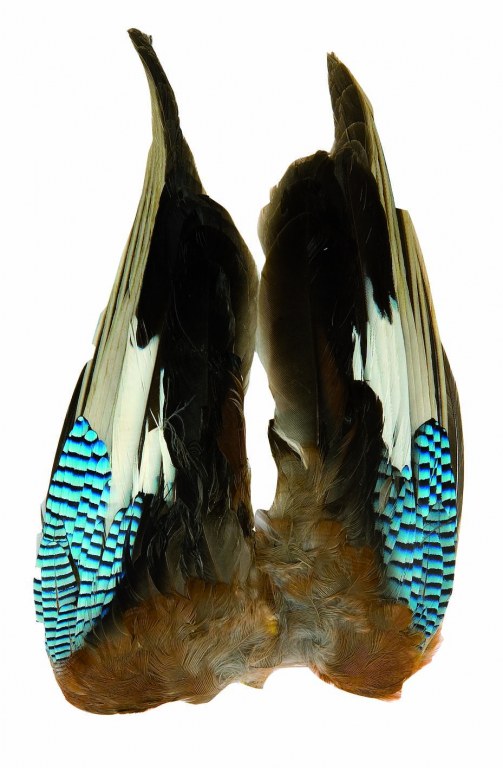 Paire d'Ailes de Geai JMC Pech'Evasion